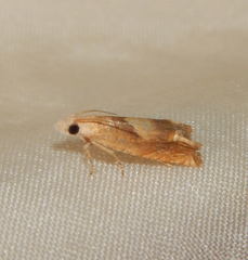 Eucosma conterminana