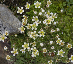 Saxifraga bryoides
