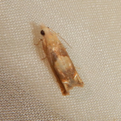 Eucosma conterminana