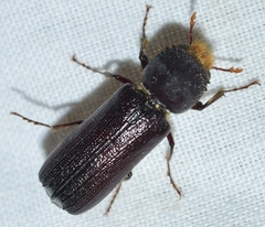 Phonapate nitidipennis