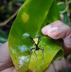 Micrathena schreibersi