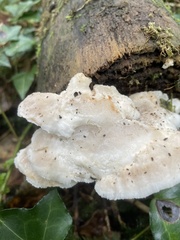 Amaropostia stiptica