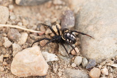Steatoda paykulliana