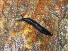 Arionoidea