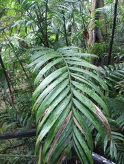 Chamaedorea tepejilote