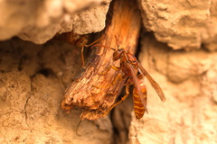 Polistes wattii
