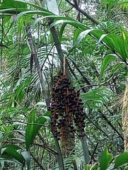 Chamaedorea tepejilote