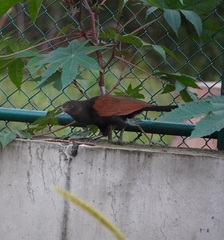 Centropus sinensis parroti