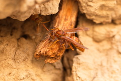 Polistes wattii