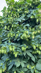 Humulus lupulus
