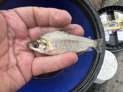 Prochilodus nigricans