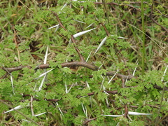 Vachellia horrida