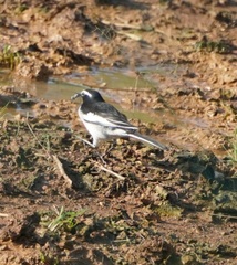 Motacilla maderaspatensis