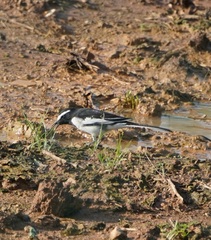 Motacilla maderaspatensis