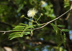 Albizia amara