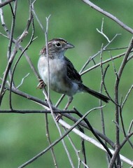 Ammodramus humeralis