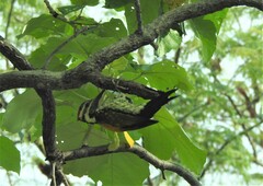 Dinopium benghalense