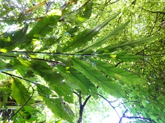 Alpinia uraiensis