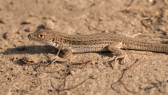Eremias velox