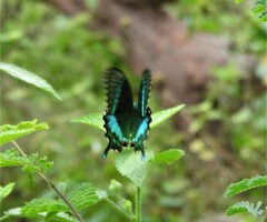 Papilio crino