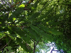 Alpinia uraiensis