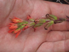 Castilleja affinis affinis