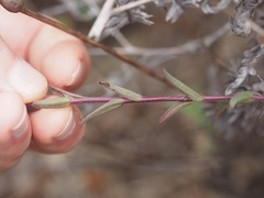 Castilleja affinis affinis