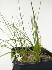 Trachyandra chlamydophylla