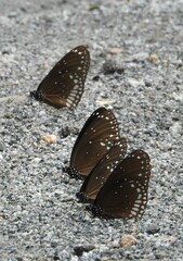 Euploea sylvester