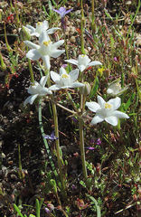 Muilla coronata
