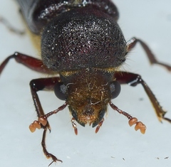 Phonapate nitidipennis
