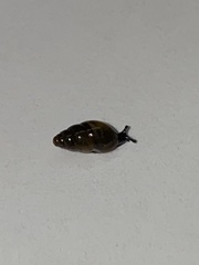 Cochlicopa lubrica