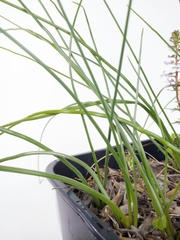 Trachyandra chlamydophylla