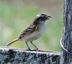 Ammodramus humeralis