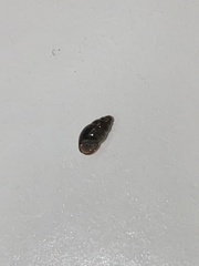 Cochlicopa lubrica