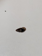 Cochlicopa lubrica