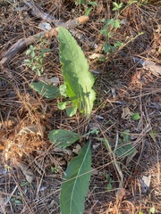 Silphium gracile
