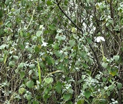 Hygrophila auriculata