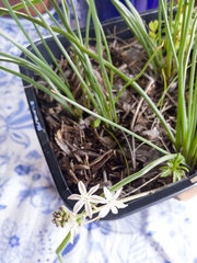 Trachyandra chlamydophylla
