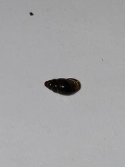 Cochlicopa lubrica