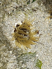 Actiniidae