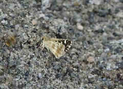 Spialia galba