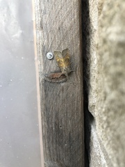Papaipema impecuniosa