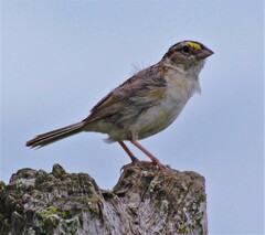 Ammodramus humeralis