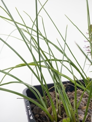 Trachyandra chlamydophylla
