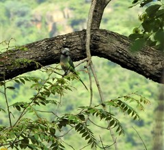 Psittacula columboides