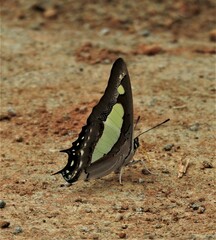 Polyura agraria