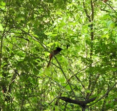 Terpsiphone paradisi