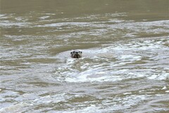 Lutrogale perspicillata