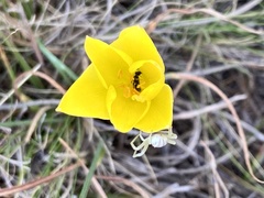 Zephyranthes filifolia